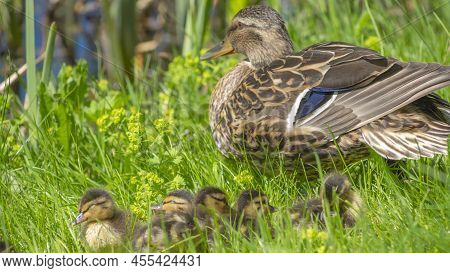 Little Ducklings With Mom Duck In Green Grass. Breeding Season In Wild Ducks. Duck With Chicks. Fluf