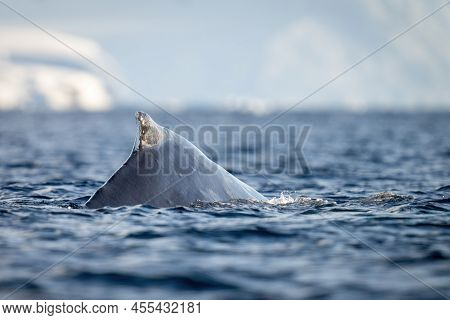 Humpback Whale Surfaces In Sea Near Ice