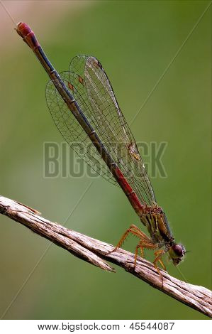 Coenagrion Puella On A Flower In