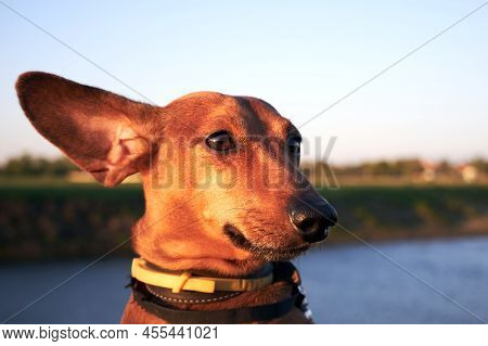 Muzzle Of A Red Dog With Long Ears Close-up. The Long Ear Of A Dachshund Flutters In A Strong Wind