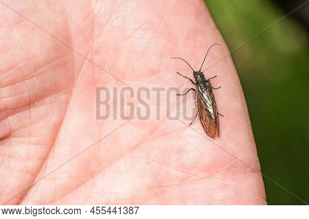 An Alderfly, A Small Brown And Black Harmless Insect, Sitting On A Palm On A Sunny Spring Day By A L
