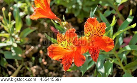 Beautiful Flowers Of Alstroemeria Aurea Also Known As Peruvian Lily Or Golden Lily.