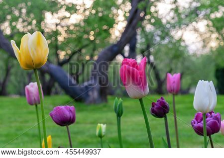 Multi-colored Tulips Bloom In The Spring Garden. Tulips Gesner's.