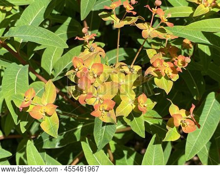 Griffith\'s Spurge (euphorbia Griffithii), Himalaja Griffiths Wolfsmilch, Feuer-wolfsmilch Oder Hima