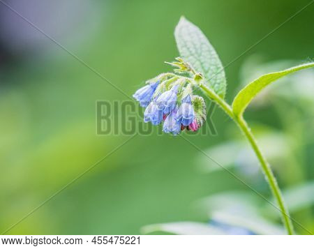 Beautiful Blue Flowers Of Symphytum Caucasicum, Also Known As Caucasian Comfrey, Blooming In Spring