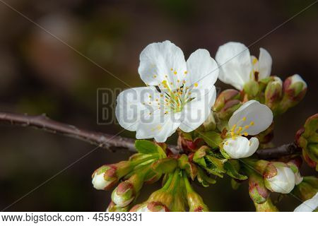 Blooming Cherry Tree In The Spring Garden. Close Up Of White Flowers On A Tree. Spring Background