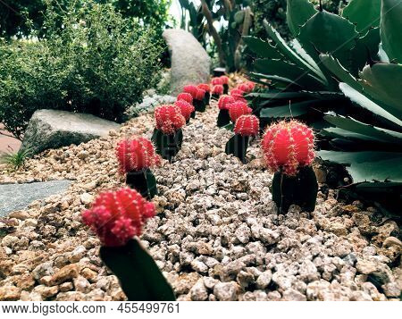 Chloroform-free Red Cactus On A Thick Green Stem Gymnocalycium Mihanovichii