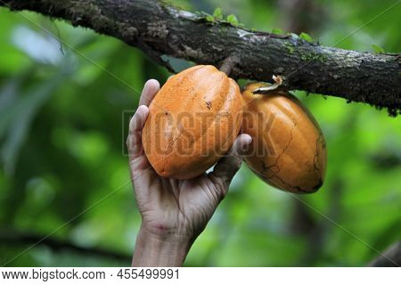 Cocoa Plantation In Southern Bahia