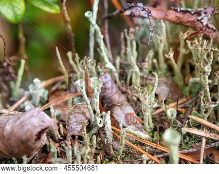 Macro Close-up Photo Of Cladonia Fimbriata Between Dry Fallen Leaves In Details