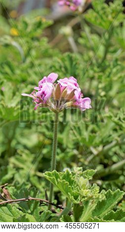 Beautiful Pink Flowers Of Pelargonium Graveolens Also Known As Sweet Scented Geranium.