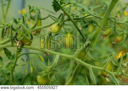 Ripening Tomatoes Close-up. Tomato Plant In Greenhouse. Organic Food Agriculture Concept. Green Smal