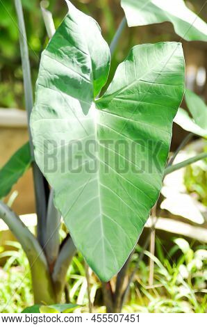 Xanthosoma Sagittifolium, Malanga Or Xanthosoma Or Colocasia Plant