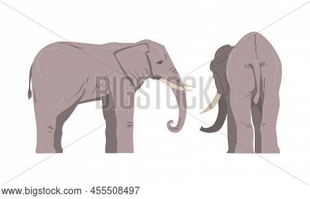 Standing Elephant As Large African Animal With Trunk, Tusks, Ear Flaps And Massive Legs Vector Set