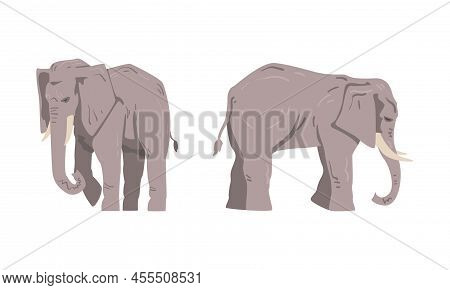 Elephant As Large African Animal With Trunk, Tusks, Ear Flaps And Massive Legs Standing And Walking 