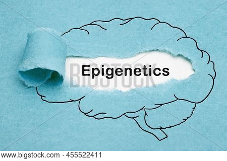 Word Epigenetics Appearing Behind Ripped Blue Paper In Drawn Human Brain. Developmental Psychology O