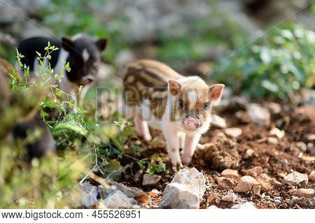 Funny Little Piglet Breed Of Lop-bellied On A Backyard Of Agricultural Farm. Growing Livestock Is A 