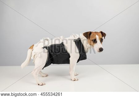 Jack Russell Terrier In Post-op Blanket After Female Sterilization. Dog Hysterectomy.