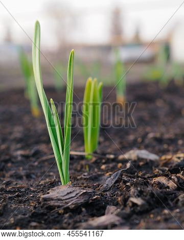 Garlic Sprouts Sprouting From The Soil. Vertical Stories Illustration. Spring And The New Agricultur
