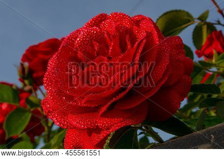 A Red Rose Flower With Small Drops Of Dew On The Petals