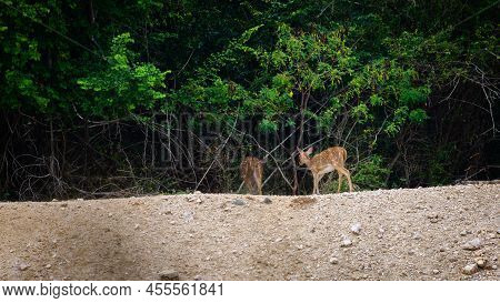 Pair Of Spotted Deer Leaves Into The Dark Deep Forest After Drinking Water From The Natural Waterhol