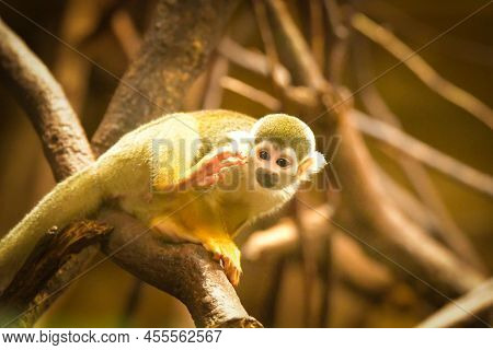 Photo Of Saimiri Sciureus In Zoo Habitat. He Is So Cute Animal.