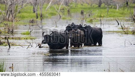 A Group Of Asian Wild Water Buffaloes Moving In The Marsh Waters, Yala National Park.