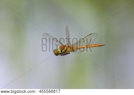 A Green Eyed Hawker Dragonfly (aeshna Isoceles) In Flight, Sunny Day In Springtime, Vienna (austria)
