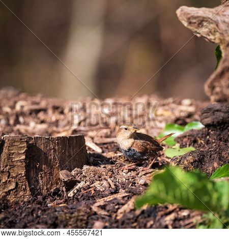 Lovely Close Up Image Of Dunnock Bird Prunella Modularis In Undergrowth In Woodland Landscape Settin