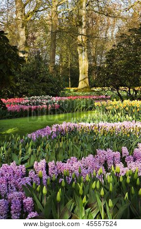 Springflowers coloré dans le parc