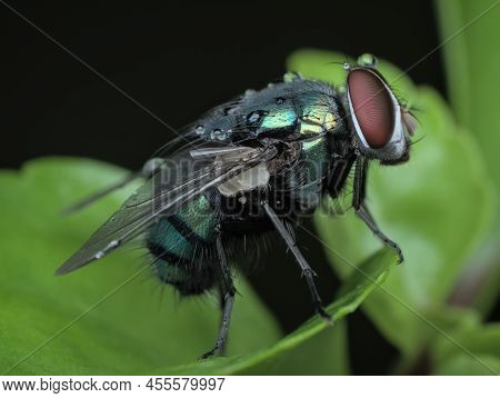 Common Green Bottle Fly With Water Droplets In The Body On The Fern Leaf