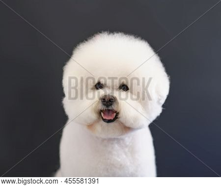 Portrait Of A Bichon Frise Dog In Close-up On A Dark Background.