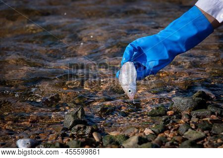Many Fishes Dead On Sea Shore Affection From Factory Industry Release Black Waste Water Make Polluti