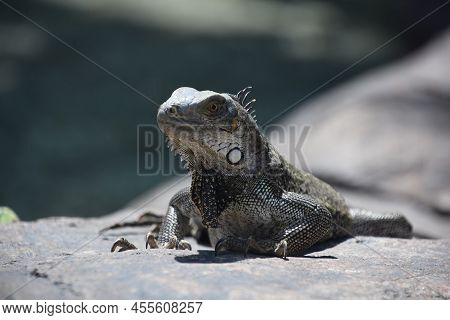 Big Iguana Peering Over The Edge Of A Rock While In The Sunshine.