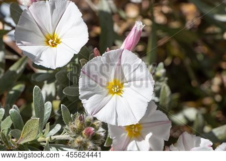 White Silverbush Flowers In A Garden During Spring