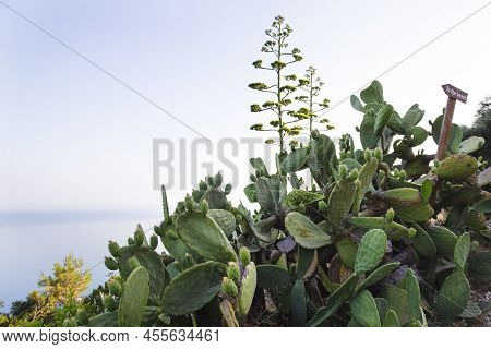 Cacti On The Background Of The Sea