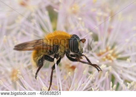 Detailed Closeup On The Hairy, Fluffy, Variable Bear Hoverfly, Criorhina Berberina Sitting On A Soft
