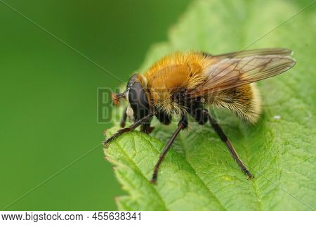 Detailed Closeup On The Hairy, Fluffy, Variable Bear Hoverfly, Criorhina Berberina Sitting On A Gree