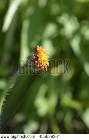 Orange Hawkweed Flower Side View In The Garden
