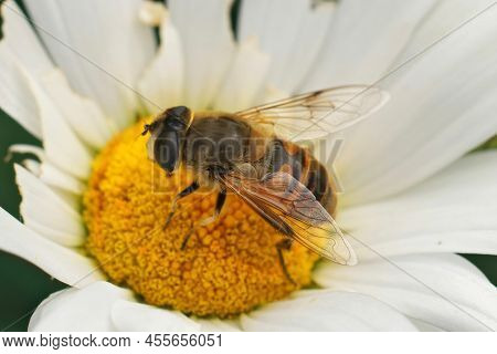 Closeup On A Common Drone Fly, Eristalis Tenax On A Yellow White Flower In The Gaden