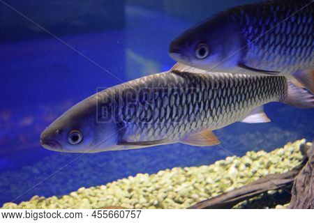 Hoven's Carp (leptobarbus Hoevenii), Also Known As The Mad Barb Or Sultan Fish.