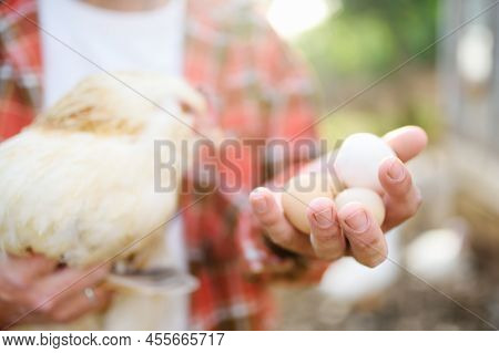 Farmer Collecting Fresh Organic Eggs On Chicken Farm. Floor Cage Free Chickens Is Trend Of Modern Po