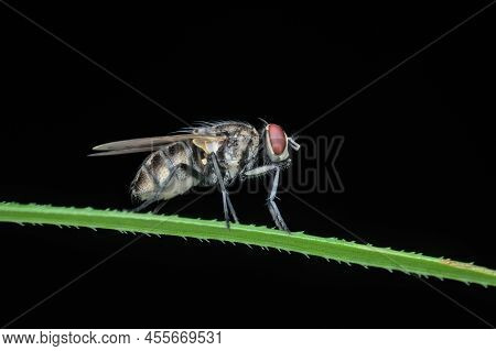 House Fly Perched On The Grass	With Black Background