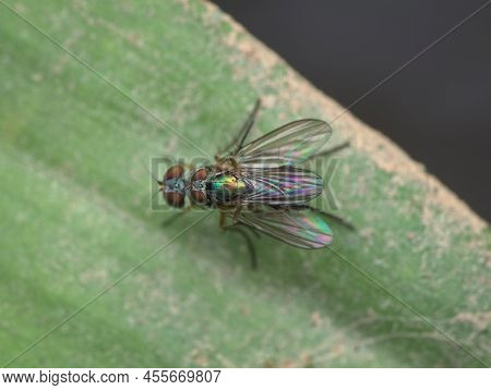 Little Fly Mating On The Leaf From Top View