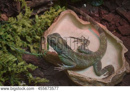 Asian Water Dragon Stands Alone, Shedding Skin On The Back. It Is A Species Of Agamid Lizard Native 