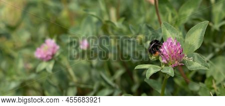 A Bumblebee Flies Towards A Clover Flower On A Blurred Green Meadow. Blooming Clover With A Bumblebe