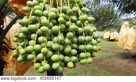 Raw Green Dates Hang On The Tree. Closeup Of Fresh Green Dates In Organic Farm With Copy Space. Sele