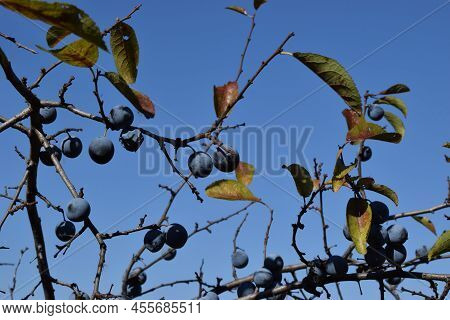 A Forest Thorn Bush With Ripe Blue Fruits In Autumn. Blackthorn In Autumn. A Thorny Eurasian Shrub W