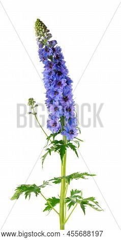 Delphinium Flower Isolated On White Background. Purple Delphinium Elatum.