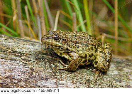 The Wild Green Frog Rana Ridibunda Sitting On The Log, Summer, Tatarstan