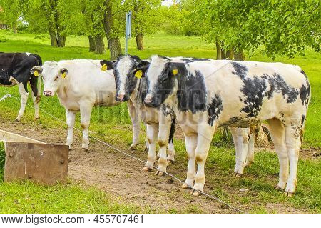 North German Agricultural Field With Cows Nature Landscape Panorama Germany.